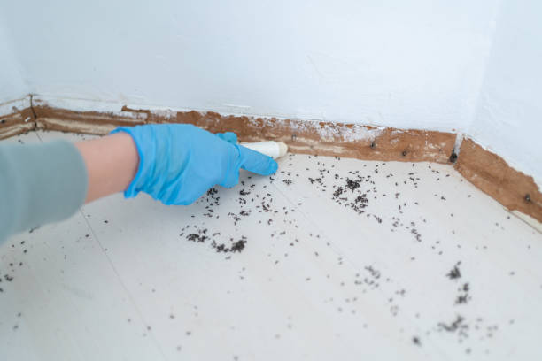 Best Flea Control Services  in Hawthorne, NJ